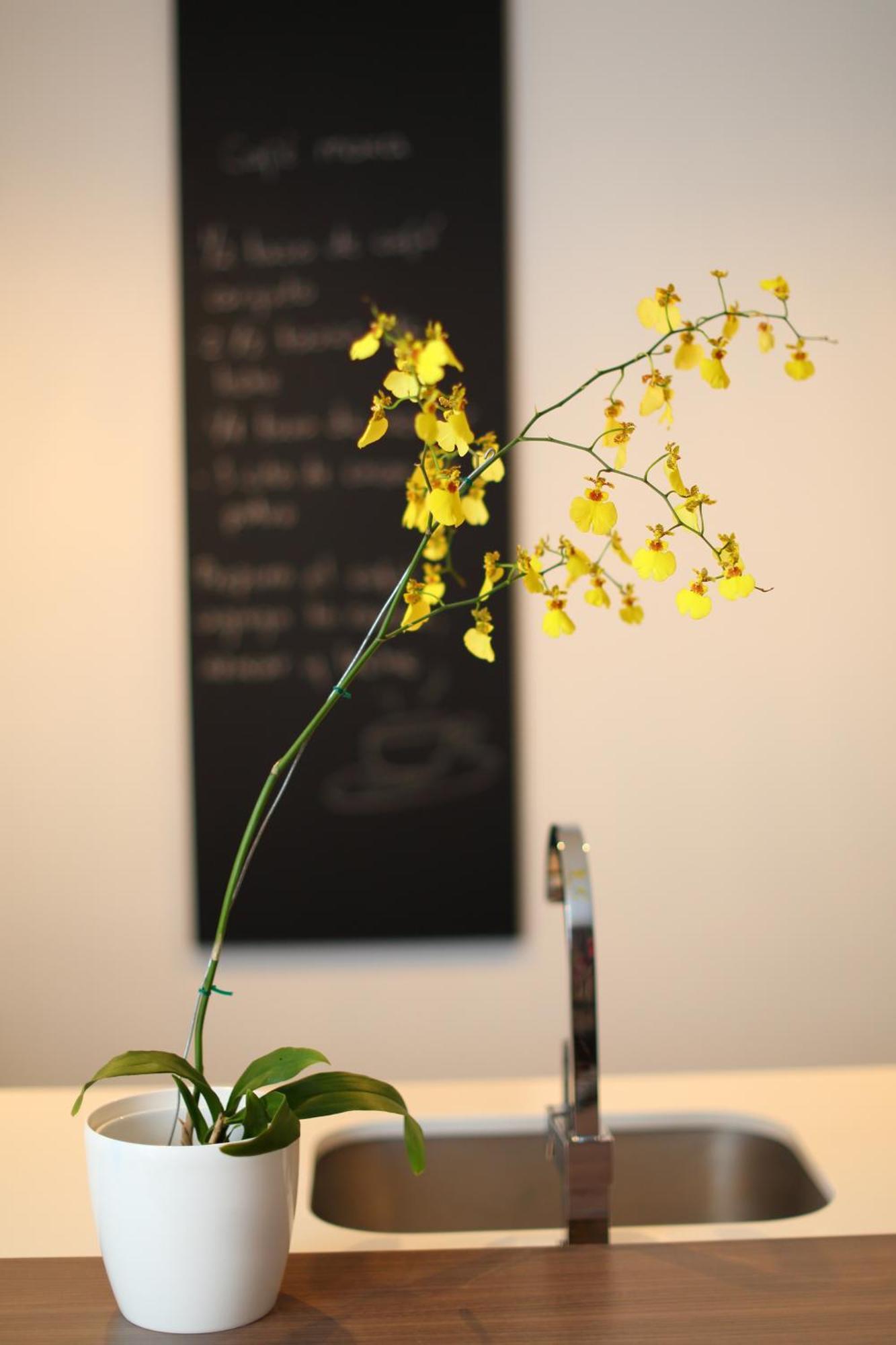 Sites Hotel Medellin Exterior photo A yellow orchid